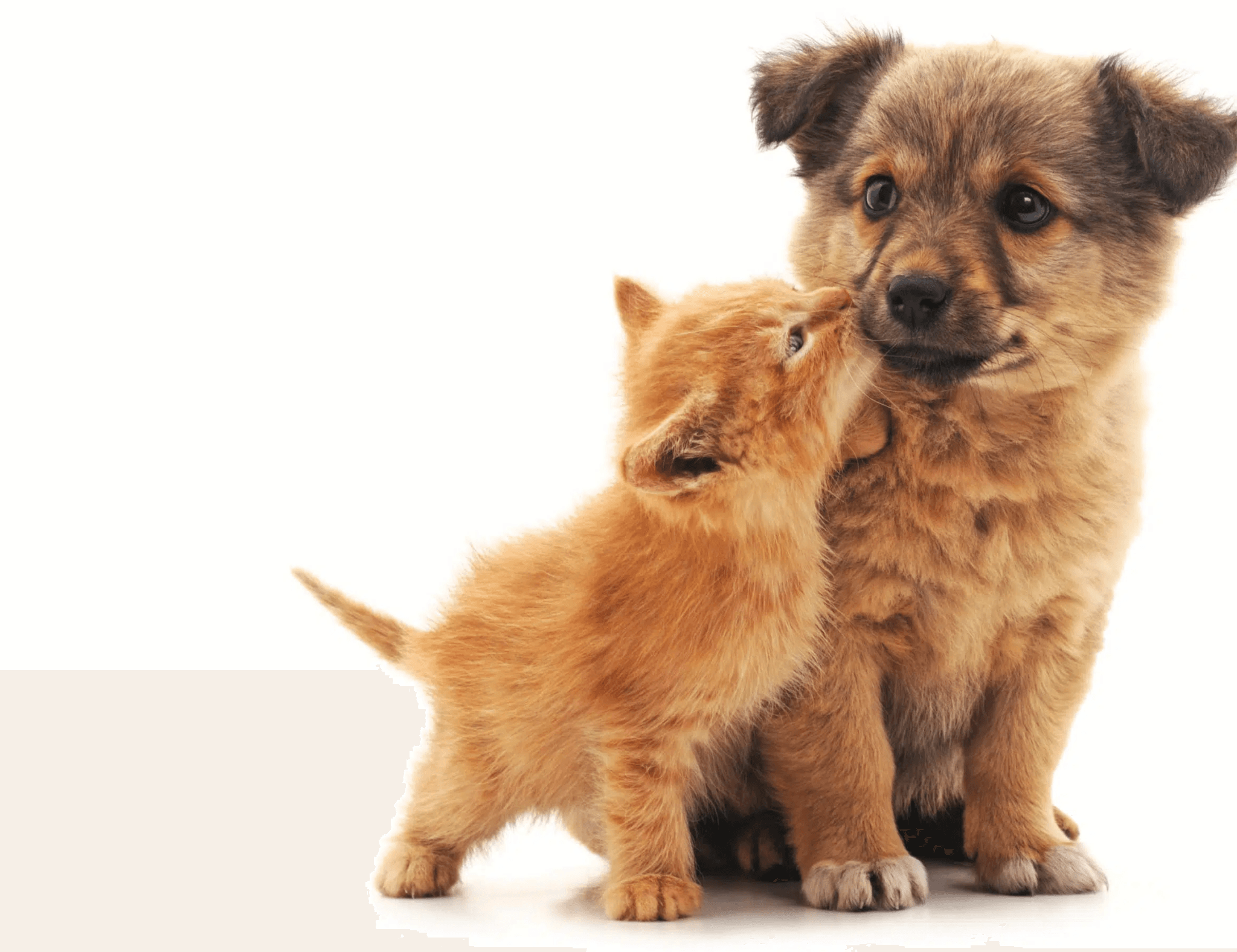 Give Our Pets A Hand